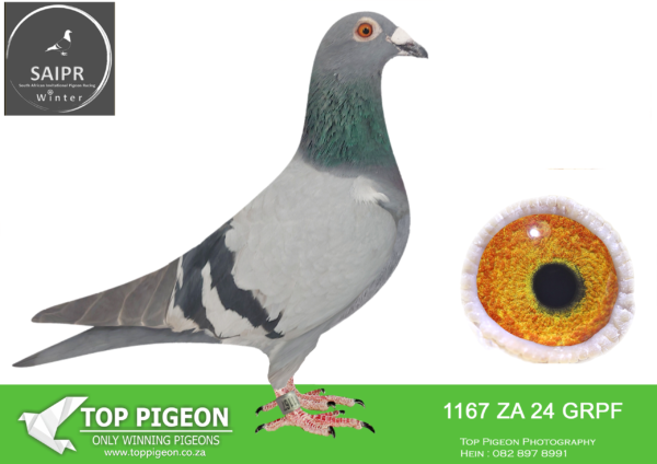 LOT 23 SAIPR AUCTION A – SPARKS-ZA 24 GRPF 1167 -SIRE:ZA 17 TRPF 7351. KEREKES.——-DAM:15100 ZA 19 TRPF. HERMANS FIHRENS.SEE PEDIGREE!!!