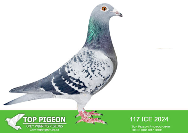 LOT 23 KAROO MILLION SPECIALIST -KWARRA & NAIDO LOFTS – ZA 24 ICE 117 -SIRE:ZA 23 KM 203. JJJ VAN DER LINDE. SIRE IS  ”JJJ’S GLOBLE MAN”” Strain: JJJ Van Der Linde/DJ Scho Color: Blue Bar BRED FOR STOCK,FUL BROTHER ”ROCKY” BRED EQUAL WINNER HOTSPOT ONE CPL ONE DAY LOFT 2017 .BRED 4 BABY’S AND 4 WINNERS IN LOFT.BRED 6961BPF/D’19 -7TH FINAL WINNERS FLIGHT LOFT OLR 2019,1ST ACE BIRD WINNERS FLIGHT LOFT 2019 ,,6962 BPF/D’19 8TH ACE BIRD WINNERS FLIGHT LOFT OLR 2019,0371BPF/D’18 3RD CLUB–5TH SVPV FED 284KM– 1377M/M -2019,–SVPV 2885’17 -2ND BRANDKOP CLUB ,-7TH FED———–DAM:ZA 23 OPUD 1316. GABY VANDENABEELE/DRAPA.SEE PEDIGREE!!!