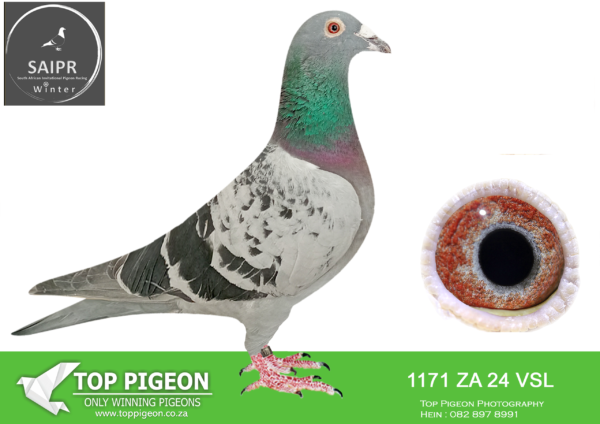 LOT 92 SAIPR AUCTION 2 – VSL 2-ZA VSL 1171 2024 ·  -SIRE:61 ZA VSL 23 “PERFECTION” Colou BCP  MELT BEST KITTEL BRED FOR STOCK!! BRED OUT OF HALF BROTHER TO HALF SISTER WHERE BEST KITTEL IS 4X IN PEDIGREE.  HALF BROTHER TO 3RD ACE BIRD SAIPR 2024/25 SUMMER.———DAM:21232 GB P 19 PITBULL QUEEN Colou GRIZ PITBULL/VAN DEN BULCK GR GRD.DTR OF PITBULL 777 X DUBBEL KITTEL PITBULL 777 WINNER OF6X 1ST PRIZES & FOUNDATION COCK.HIS DYNASTY IS RESPONSIBLE FOR 75X 1ST MANY ACE KBDB &OLYMPIC AWARDS 1ST 129b,18th 2464b,4th 98 b bblm.SEE PEDIGREE!!!