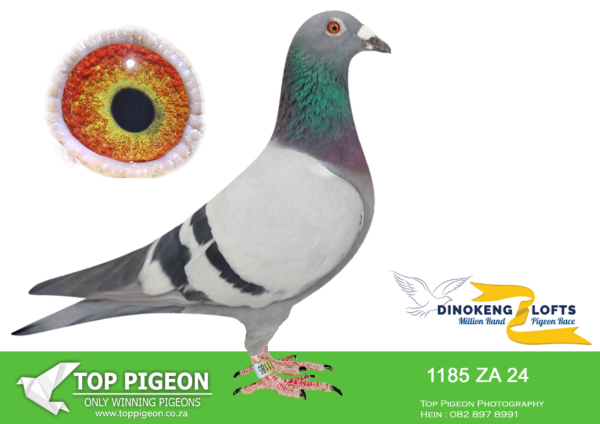 LOT 38 DINOKENG OLR – WILLIE MUNNIK-ZA 24- 1185 COCK -SIRE:ZA 22 NHL 52.SAME BRED SOLD FOR R19 500.00 ON TOPPIGEON. BADENHORST HOKKE.Full brother to ZULU 2334/19 – 2nd place Barzalona 2020. ZULU 0252/18 – 4th place (equal winner) 2019 Barzalona race. ZA 10830/16 – 2018 SANPO double gold long distance (Bred by Badenhorst Lofts raced by Alwyn Bester). This pair has bred us long list of club, Zululand combine and KZN combine winners. ———–DAM:1571 SRPV 19 ZA .Strain: SIERENS Color: BLUEBAR.SEE PEDIGREE!!!!