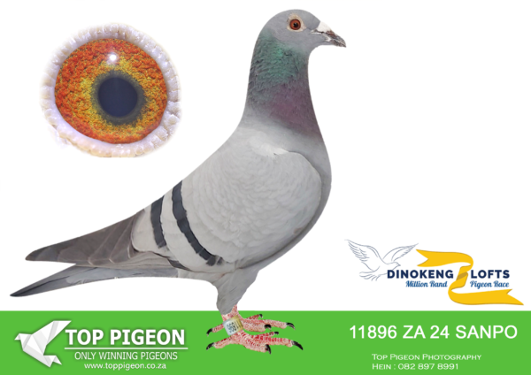 .LOT 8 DINOKENG OLR – WILLIE MUNNIK-ZA SANPO 24- 11896 HEN -8TH BARZALONA RACE WINNING R5000 .00–R3 – 6th R5,000 EQUAL WINNER /R5 – 12th R5,000————SIRE: HCC 21 ZA 1081. Strain: TOM LOCK/SAMDPR WINNING L Color: BLUEBAR EQUEL 1ST PLACE ALLFLITE SUMMER RACE 2022 SUPER GENES IN THIS PIGEON. TOM LOCK/SABLON-810-/SAMDPR WINNING LINES ACE BIRD SUMMER ODL ALLFITE 2022(AVE SPEED 946,1375MPM————–DAM; 4065 NRHU 24 ZA .Strain: KITTEL Color: BLUEBAR COMPETE IN AFRIKA PRO. 51TH FINAL RACE AND ON THE DAY BIRD.SEE PEDIGREE!!!