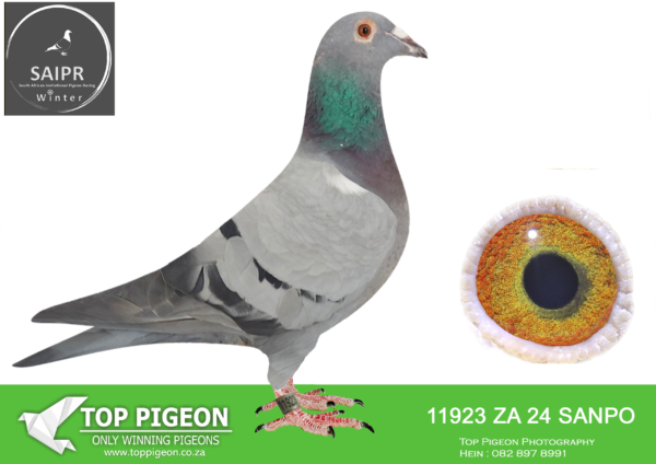 LOT 25 SAIPR AUCTION A – Willie Munnik 2-ZA SANPO 11923 2024 · CHALLENGE -SIRE: HCC 21 ZA 1081. Strain: TOM LOCK/SAMDPR WINNING L Color: BLUEBAR EQUEL 1ST PLACE ALLFLITE SUMMER RACE 2022 SUPER GENES IN THIS PIGEON. TOM LOCK/SABLON-810-/SAMDPR WINNING LINES ACE BIRD SUMMER ODL ALLFITE 2022(AVE SPEED 946,1375MPM————–DAM; 4065 NRHU 24 ZA .Strain: KITTEL Color: BLUEBAR COMPETE IN AFRIKA PRO. 51TH FINAL RACE AND ON THE DAY BIRD.SEE PEDIGREE!!!