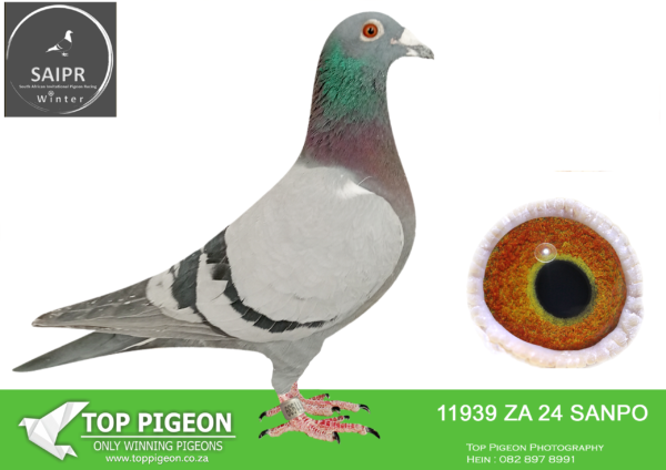 .LOT 8 SAIPR AUCTION 2 – Willie Munnik 2-ZA SANPO 11939 2024*** -SIRE: HPT 22 ZA 7978.Strain: TOM LOCK/SABLON Color: DARK CHECK BOUGHT ON DINOKENG OLR AUCTION 2023. BRED FROM BEST TOM LOCK/SABLON 810 WINNING OLR GENES.———–DAM:625 SRSPV 20 ZA.SIERENS.SEE PEDIGREE!!!