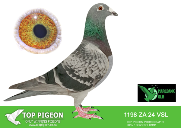 LOT 49 MARLBANK OLR – TEAM VSL-ZA-24-VSL-1198 –