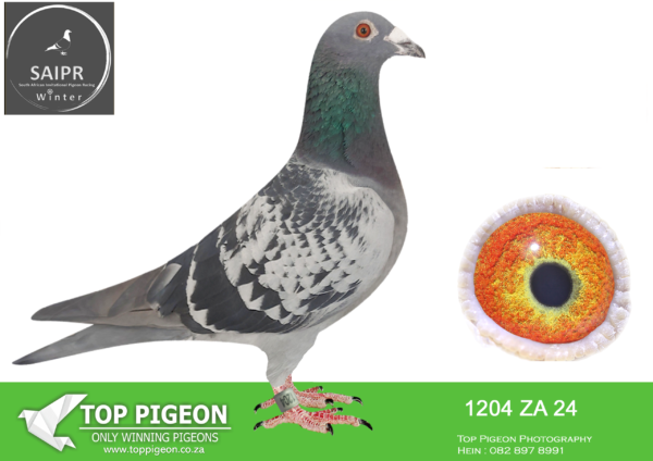 LOT 10 SAIPR AUCTION A – Willie Munnik 1-za 24 1204*** -SIRE:WPHU 19 ZA 3347. Strain: KITTEL Color: CHECK W/F BOUTH ON BEST PIGEON SPECIALLY INBRED TO BEST KITTEL SENSATION PIGEONS. BOTH PARENTS IMPORTED WITH DNA CERTIFICATES..——-DAM:PWF 17 ZA 10421 .Alias “ONDER 25” Strain: Hardy Kruger/Jansen/VR Kl Color: CHECK BRED BY REYNDERS/UMBERTI SAME BRED AS ENDERO WINNER 2022 VIC FALLS WINNING $20 000.SEE PEDIGREE!!!