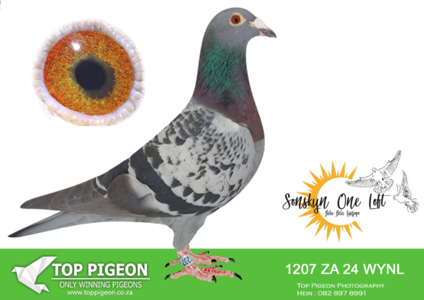 LOT 18 SONSKYN OLR -OU SKUUR HOK – ZA 24 WYNL 1207 -SIRE:766 ZA DPC 19.Bred by Lex Webster for stock with Ferdie Lubbe Now owned by Die Ou Skuur Hok. This is some of the best genetics put together. Unfortunately his father is dead so this breeding can not be repeated.————DAM:711 ZA DPC 18 Special Blend BB Webster A really neat hen with great genetic profile. Dam 5686 WYNL 20 Champion Open Bird Wynland Union 2023 Dam 5208 CYRL 23 Entry CTIOLR 19th Final and 2nd unofficial Ace Bird Dam 1538 WYNL 23 Final Race Winner Ou Skuur OLR 2024.SEE PEDIGREE!!!