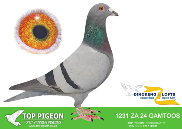 .LOT 4 DINOKENG OLR – ROODT & VAN ONSELEN-ZA GAMTOOS 24- 1231 HEN -MY ANGEL – R1-10th R2,500 EQUAL WINNER ———-SIRE: SIRE WERE 5TH FINAL SAPIR OLR 2015 BRED FROM BEST GENETICS OF FERDIE LUBBE.————DAM:101337 ZA 23 . GABY VANDENABEELE. SIRE AND DAM IS DIRECT GRAND CHILDREN TO SUPERBREEDER “BLIKSEM”.SEE PEDIGREE!!!