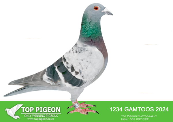 LOT 92 KAROO MILLION OLR – ROODT & VAN ONSELEN-1234 GAMTOOS 2024 -SIRE:ZA 20 MOUN 1080 . MOUNTAIN LOFTS. .SIRE IS “JP SPECIAL MG” NL 1328612 A SUPER BREEDER ON THE DISTANCES In the pedigree we have 3 International Barcelona winners “Special One” 1st International Barcelona 2015 against 19,083 pigeons and the only pigeon back on the day. “New Laureaat” 1st International Barcelona 2013 against 25,382 pigeons. Golden Wing Winner “Kleine Jade” 1st International Barcelona 2014 against 20,669 pigeons.SEE PEDIGREE!!!