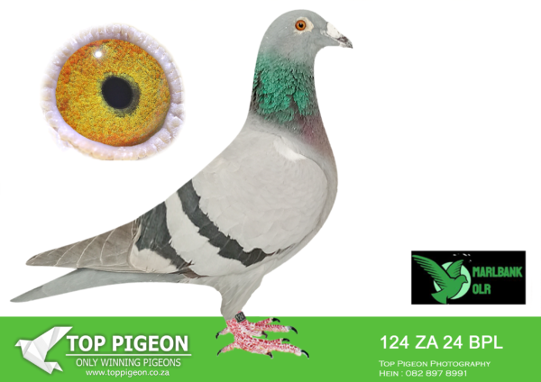 Z..LOT 114 MARLBANK  OLR – T+J+A BOSHOFFS-ZA-24-BPL-124 –