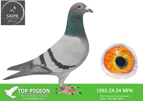 .LOT 2 SAIPR AUCTION A – OCD- za mpk 24 1263*** -SIRE:ZA 20 202486. OCD LOFTS.———–DAM:974 ZA 20 RAW. GRANDCHILD TO FAMOUS “CONCORDE”.SEE PEDIGREE!!!