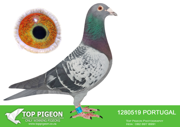 LOT 44 HARRY WILLSON –PORTUGAL 21 1280519 – NO PEDIGREE!!!