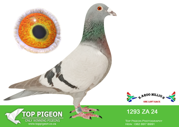 .LOT 3 KAROO MILLION OLR – WILLIE MUNNIK-1293 ZA 2024 -2ND HOTSPOT 3 EQUAL WINNER———SIRE:05986 19 DV 484.Color: BLUEBAR BRED BY WERNER BUCHLOH ,GERMANY ENTERED IN SAMDPR 2020. FLEW 144TH FINAL RACE. SAME FAMILY WAS SOLD FOR R100 000. “EIGENE LINIE”.———–DAM:NKHPT 21 ZA 6722 .Strain: TOM LOCK/SABLON Color: BLUEBAR Bred by DANIE SCHOLTZ PIGEONS out of ODL Winning Family SABLON810 x Tom Lock Crossing. Flew at Dinokeng lofts 2022.SEE PEDIGREE!!!