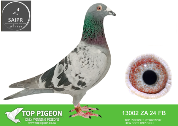 z..LOT 119 SAIPR AUCTION 2 -RMG-ZA FB 13002 2024*** -SIRE:KUR 23 5467 M TSUNAMI BLUE. THIS IS A GRANDCHILD OF SUPER BREEDERS FOR HARDY KRUGER.———-DAM:2400 TRPF 21 F LITTLE MISS HARRY. DAM IS A GRANDAUGHTER TO “HARRY” AND “BIRDY”.SEE PEDIGREE!!!!