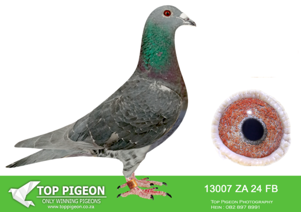 LOT 72 SAIPR AUCTION 2 – RMG-ZA FB 13007 2024*** -SIRE:3510 ZY CYRL 23 M CAPE ORNAT.THIS IS SIRE TO 19 POS..CAPE TOWN.———–DAM:896924 KF 17 F SISTER ROBBEN ISLAND. SISTER TO MANY WINNERS.SEE PEDIGREE!!!