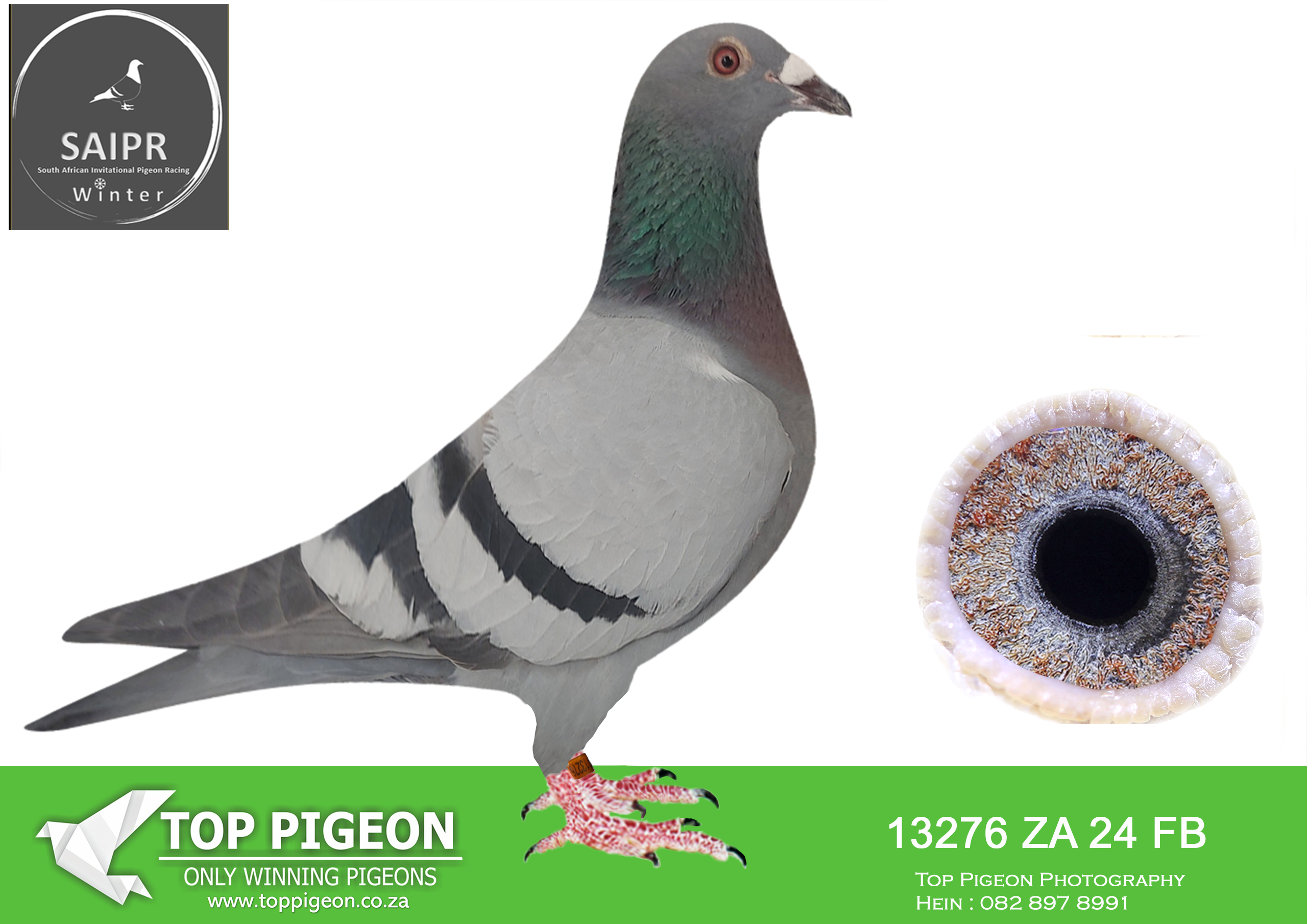 LOT 12 SAIPR AUCTION A – Vermeulen loft-za fb 24 13276*** -SIRE:ZA 23 OERF 3325. WITPEN HOKKE. BRED DIRECTLY OUT OF HIS CLICK PAIR.———–DAM:ZA 19 OERF 5761. WITPEN HOKKE. THIS IS A VERY INBRED TOM LOCK TO THE EGG COCK.SEE PEDIGREE!!!