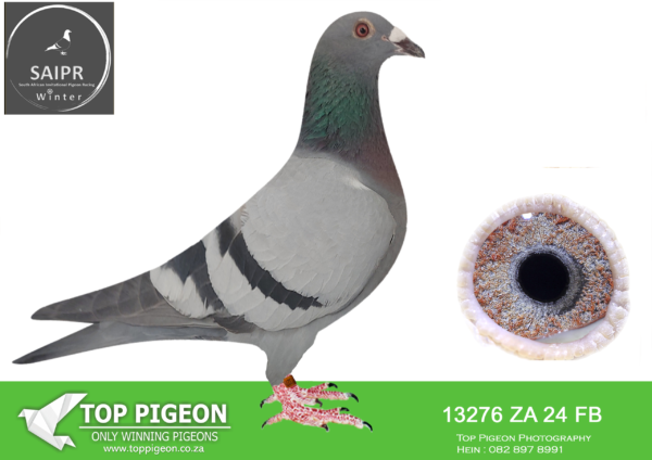 LOT 12 SAIPR AUCTION A – Vermeulen loft-za fb 24 13276*** –