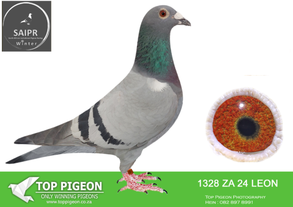 LOT 42 SAIPR AUCTION B -KLERKSDORP RACERS 3-ZA 24 LEON 1328 –
