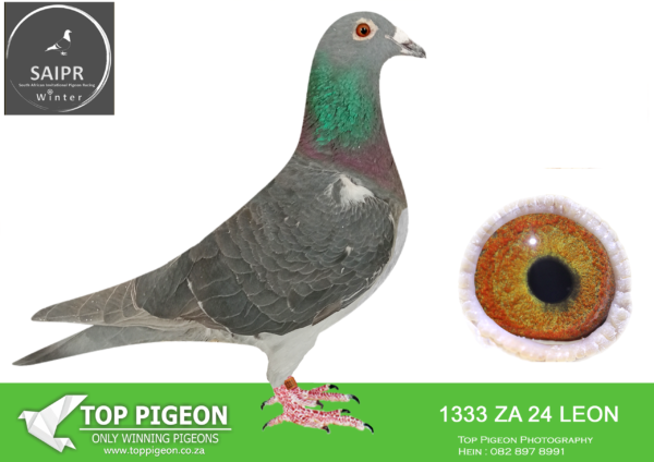 LOT 55 SAIPR AUCTION 2 – Klerksdorp Racers 1-za leom 24 1333*** –