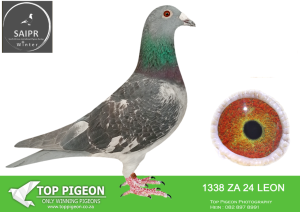 LOT 14 SAIPR AUCTION 2 – Klerksdorp Racers 3-za leom 24 1338*** · Samuel x 4334 –