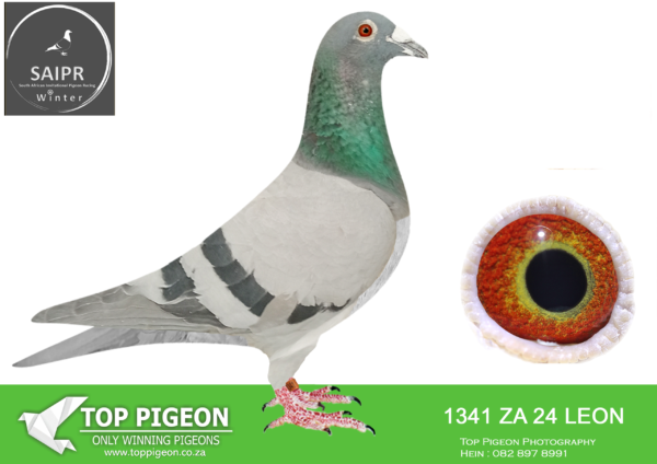 LOT 58 SAIPR AUCTION 2 – Team Mauritius-za leom 24 1341*** · Als 8 X 157 -SIRE:ZA 20 MOUN 1186 . MOUNTAIN LOFTS. HOOYMANS. THIS IS A DIRECT SON OUT OF “ALLES ACHT”.————DAM: LEON 19 157. “TARJA” 2 X WINNER. SEE PEDIGREE!!