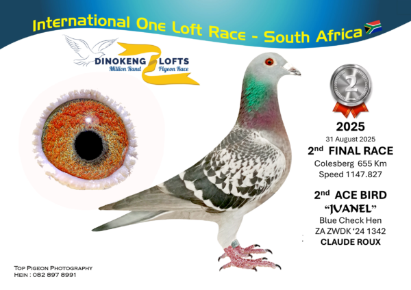 LOT 20 DINOKENG OLR – CLAUDE ROUX-ZA ZWDK 24- 1342 HEN -R1 – 6th R2,500 EQUAL WINNER /R5 – 30th R2,500/R6 2nd R75,000/ACE 2nd R45,000———-SIRE:Ric Cools 1760 ZA ZWDK 23 DC. DEAN JOOSTE/HENDRIK HUYSER.———-DAM:Juanel 1 1713 ZA ZWDK 24 BC Hen. Equal winner 3rd Dinokeng Final 2024. 4 Pigeons on the drop.SEE PEDIGREE!!!