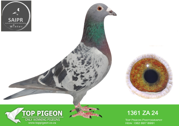 LOT 37 SAIPR AUCTION B -WD Lofts-ZA 1361 2024 · CHALLENGE –