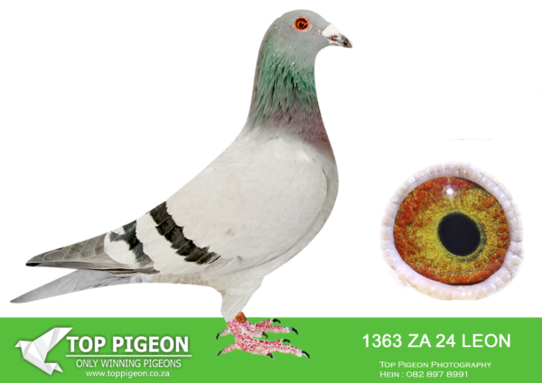 LOT 65 SAIPR AUCTION 2 – Klerksdorp Racers 3-za leom 24 1363*** –