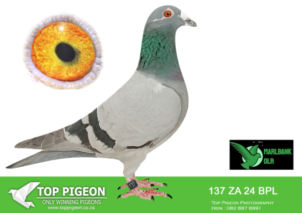 Z..LOT 146 MARLBANK  OLR – T+J+A BOSHOFFS-ZA-24-BPL-137 –