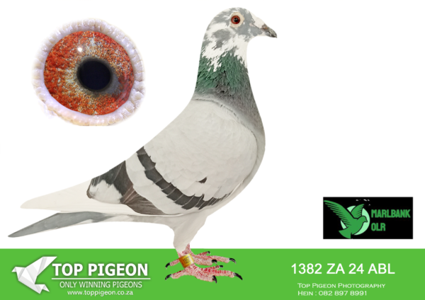 LOT 33 MARLBANK OLR – ALWYN BESTER T2-ZA-24-ABL-1382 –