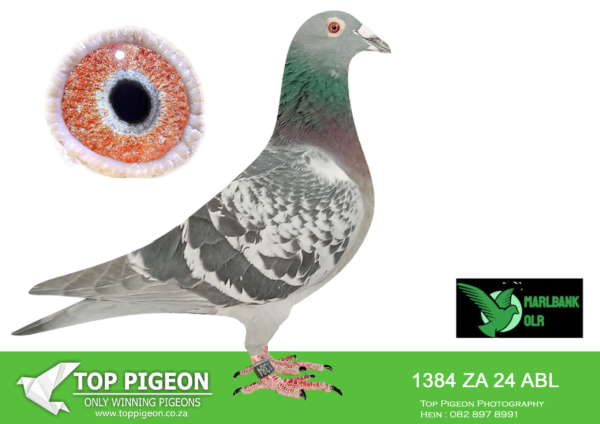 LOT 84 MARLBANK  OLR – ALWYN BESTER T1-ZA-24-ABL-1384 –