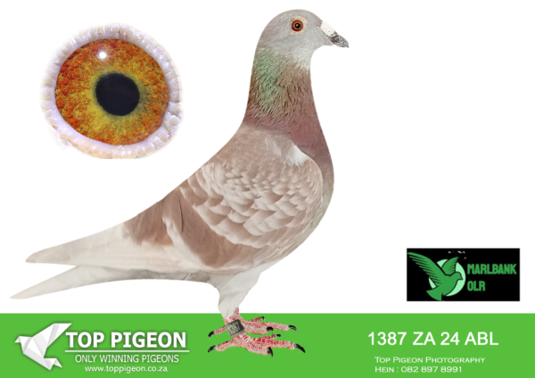 LOT 42 MARLBANK OLR – ALWYN BESTER T1-ZA-24-ABL-1387 –