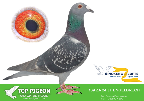 LOT 13 DINOKENG OLR – DANIEL TROSKIE-ZA J&T ENGELBRECHT 24- 139 HEN – R1 -13th R2,500 EQUAL WINNER /R2 – 13th R2,500 EQUAL WINNER ———–SIRE:25614 ZA 22. MUNNIK/HEBBERECHT.Baught at Dinokeng Auction, after he completed the race season 2023 Father to 13 th 303 km 1435 m/m and 13 th 351 km 1398 m/m Dinokeng OLR 2025.———–DAM:8381 PWF 21 BBAR Lapa Manzi: Million Dollar Best Sister and daughter to top racers and excellent breeders. Her ancestors set unequalled performance standards. Like 7 x 1 st (equal) in Hotspot races against more than 30 countries in Million$ races; and exceptional prize winners in OLR in SA.SEE PEDIGREE!!!