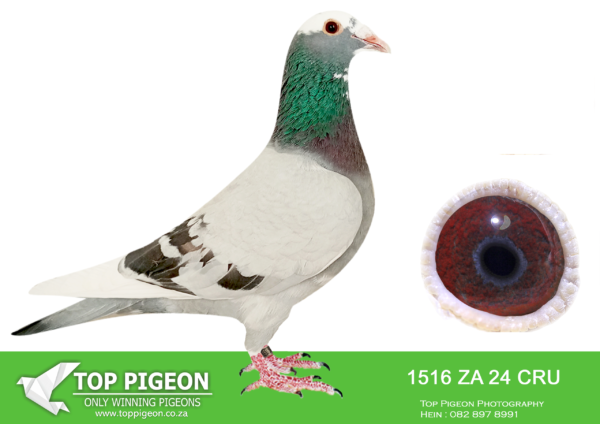 LOT 64 SAIPR AUCTION 2 – HANNES TALJAARD-ZA CRU 1516 2024*** –