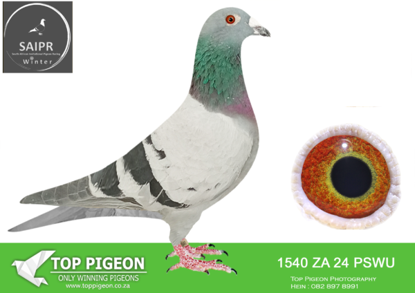 LOT 86 SAIPR AUCTION 2 – ALVES GOMES-ZA PSWU 1540 2024*** · GIFT 1 –