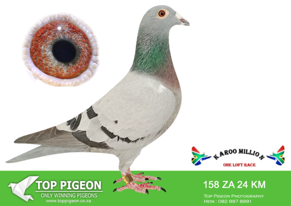 LOT 83 KAROO MILLION OLR – ROODT & VAN ONSELEN-158 KAROO MILLION 2024 –