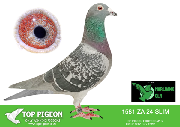 LOT 69 MARLBANK OLR – NW LIGHTHELM-ZA-24-SLIM-1581 –