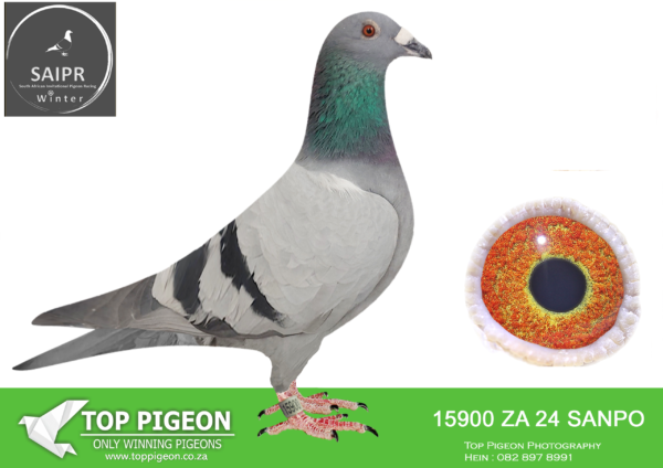 LOT 43 SAIPR AUCTION B -UMBERTI LOFTS-ZA 24 SANPO 15900 –