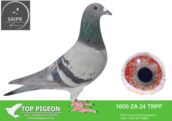 LOT 33 SAIPR AUCTION B -The Usual Suspects-za trpf 24 1600*** –