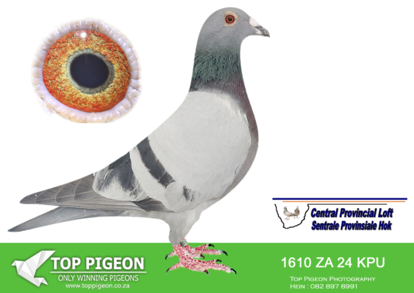 LOT 62 CENTRAL LOFTS – TOP PIGEON – BENEKE LOFTS-KPU 1610 2024 –