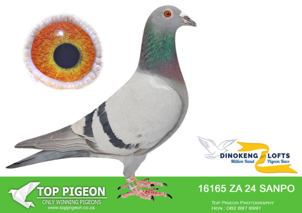 LOT 19 DINOKENG OLR – UMBERTI LOFTS-ZA SANPO 24- 16165 HEN -Inbred best cock ever to compete at the Million Dollar 2019. Named Okutanrune and sold for R720 000.————–SIRE: ZA 20 NOVF 227.Alias “RAMAPOSA” Strain: ACES RACING PIGEONS Color: BB Entered for Phala Phala Lofts VFWC ORL 2021 27th Final 2021.————DAM:ZA 22 KUR 4833 .Alias “Joker” Strain: OBERHOLSTER Color: BB 3rd Final 607km Eastern Cape OLR 2023.SEE PEDIGREE!!!