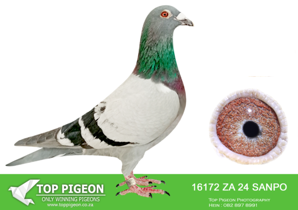LOT 27 SAIPR AUCTION 2 – Umberti Lofts-ZA SANPO 16172 2024*** –