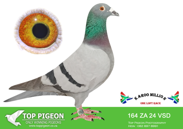LOT 26 KAROO MILLION OLR – LEOHAN HOKKE-164 VSD 2024 –