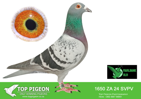 Z..LOT 117 MARLBANK  OLR – JAREI-ZA-24-SVPV 1650 –