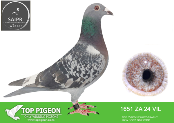 LOT 27 SAIPR AUCTION B -Pigeon Palace 2-ZA VIL 1651 2024*** –