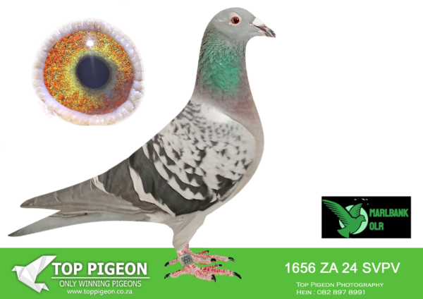Z..LOT 141 MARLBANK  OLR – JAREI-ZA-24-SVPV-1656 –