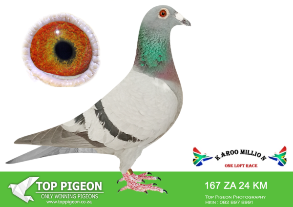 LOT 62 KAROO MILLION OLR – PAUL BESTER -167 KAROO MILLION 202 –