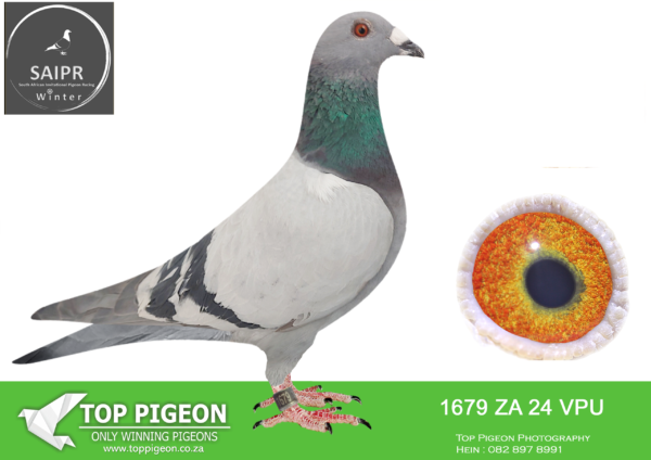 LOT 45 SAIPR AUCTION B -SPARKS & SEEF-ZA 24 VPU 1679 –