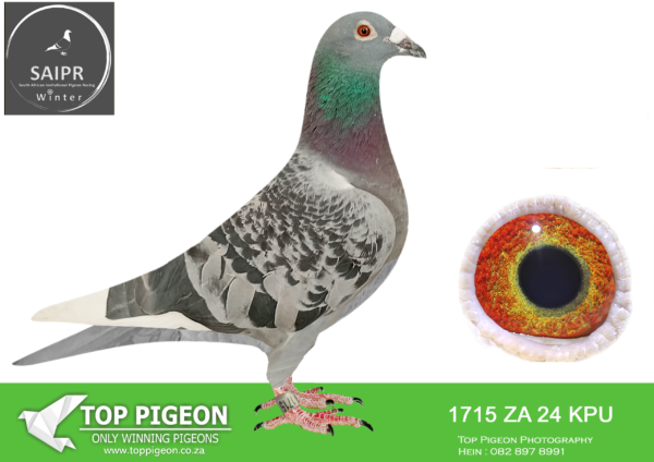 z..LOT 101 SAIPR AUCTION 2 -Die painters & Ullrich 2-ZA KPU 1715 2024*** –