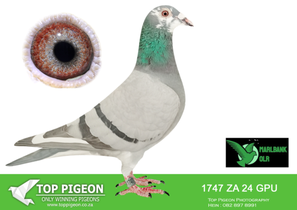 LOT 88 MARLBANK  OLR – TOP PIGEON-ZA-24-GPU-1747 –