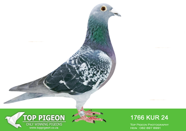 .LOT 2 KAROO MILLION OLR – TEAM OBERHOLSTER-1766 KUR 2024 -SIRE:099888 GB-Z 17 PIETER CHECK Pieter Oberholste Pedigree got lost Father of Rachal Race results at CPL OLR 23 1st H.Spot5 1140 p. 558 km 11th H.Spo14 1263p. 484 km 15th Car Race 1150 p. 690 km.———–DAM:5376 ZA KUR 21 JUST 76 .Org.Oberholster Loft Top Racer at Cradock OLR 2022 1st ACE PIGEON 7th Final Race 413 p. 820 km Very Hard Race with only 8 Day Birds Winner Clock with 11h22min on Wing Bred 2nd Club/Union 1047 p. 709 km 1038mpm for Dr.Gavin Rous.SEE PEDIGREE!!!